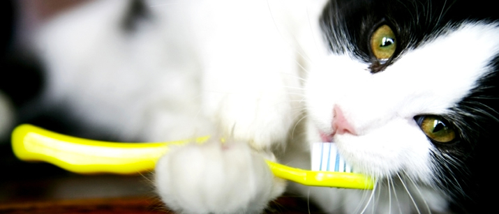 cat-dental-care