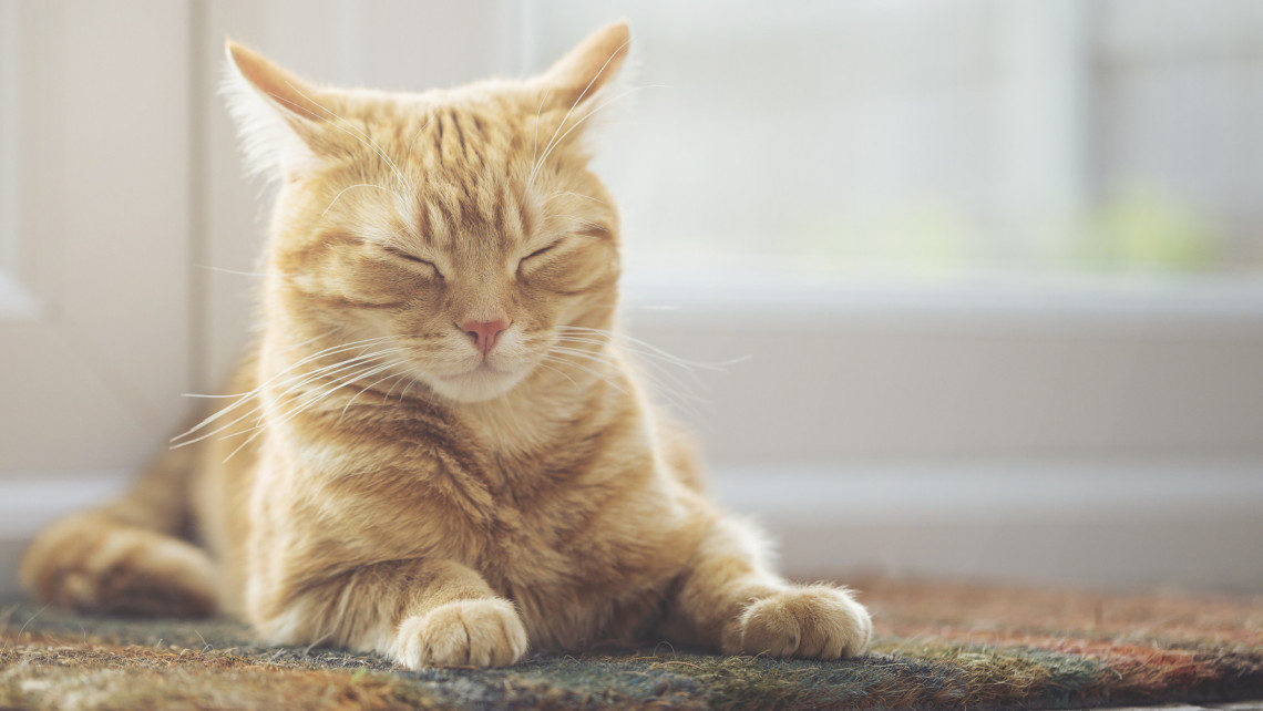 Ginger cat sleeping on doormat