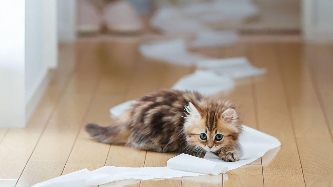 Cat toilet paper