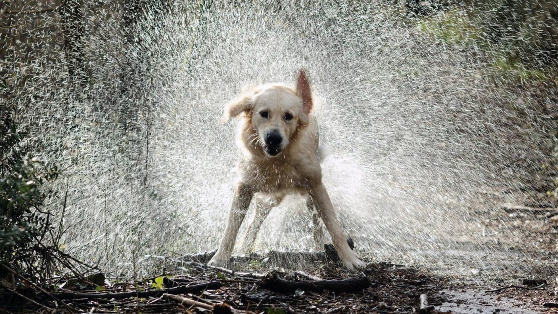 dog-making-it-rain