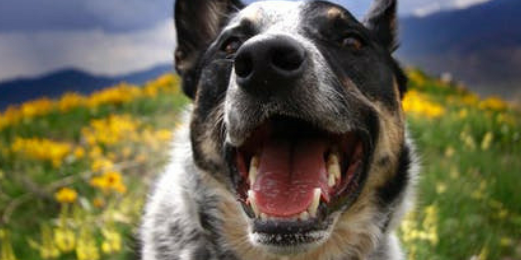 how-to-keep-your-pets-smile-healthy-blog