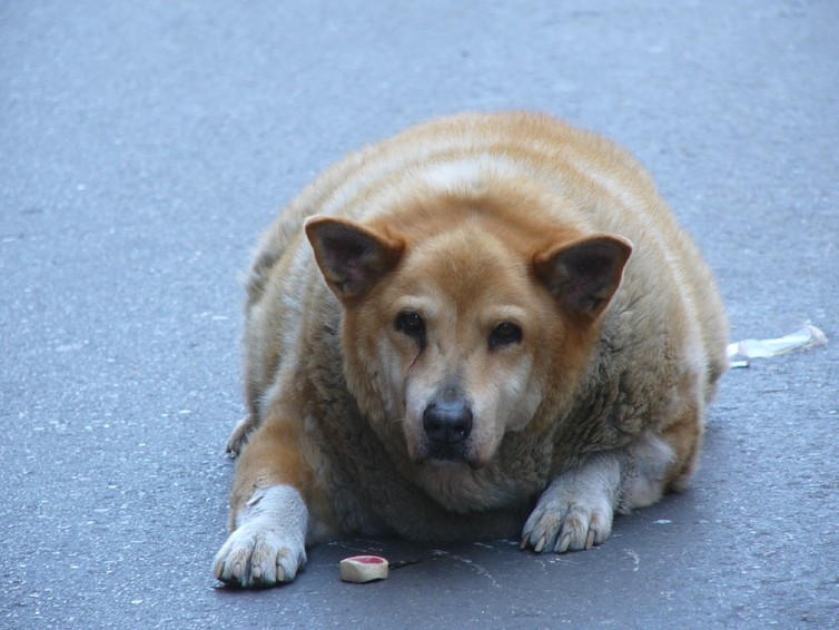 Overweight pets have become collateral casualties in the ongoing war against human obesity. MrTGT/Flickr