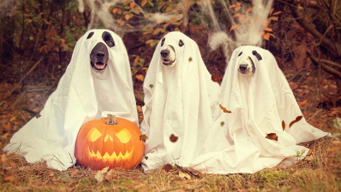 dogs in ghost costume with jack-o-lantern