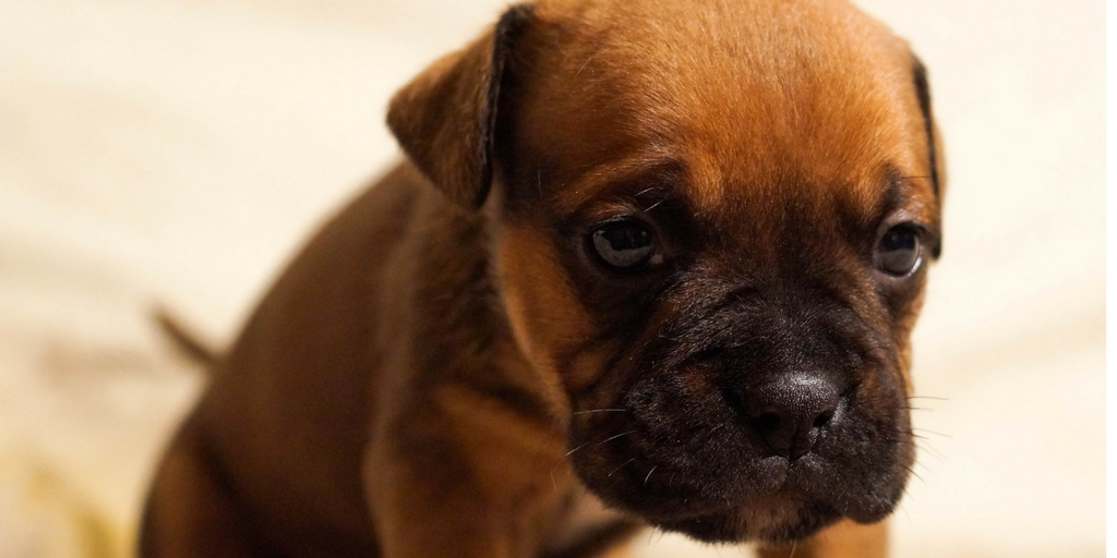 sad looking puppy