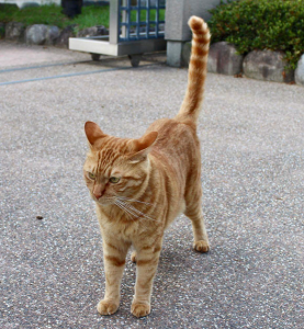 Friendly cat with relaxed tail held vertically.