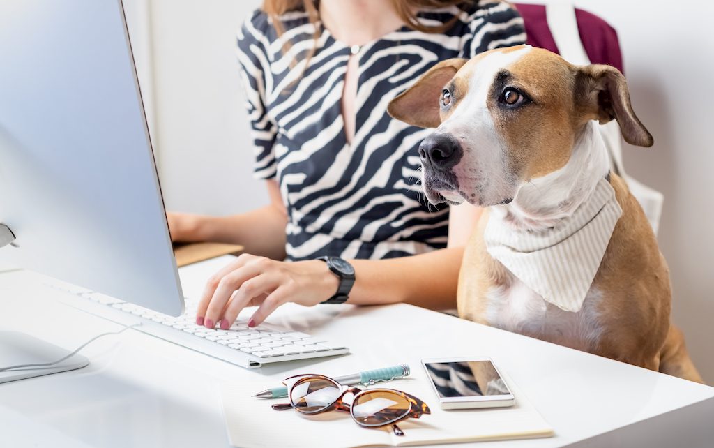 pets at work, pets at office, pet-friendly office