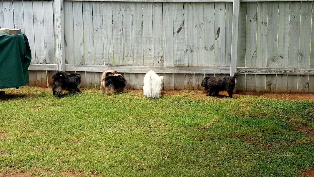 dogs peeping fence