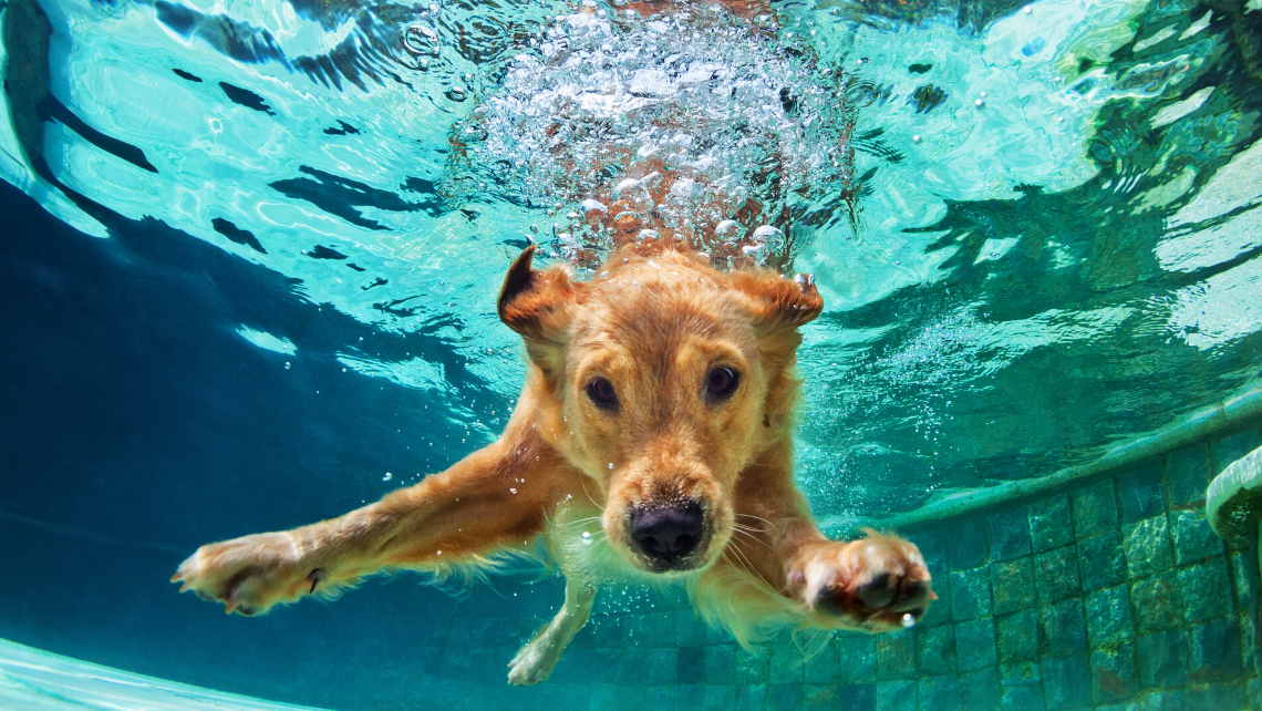 Pet falls. Ретривер под водой. Собака на пляже. Картинки собачки Swim Packs. Golden Lab Paw.