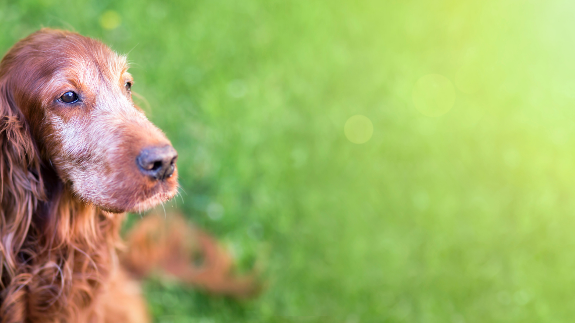 How To Care for Senior Dogs and Enrich Their Environment